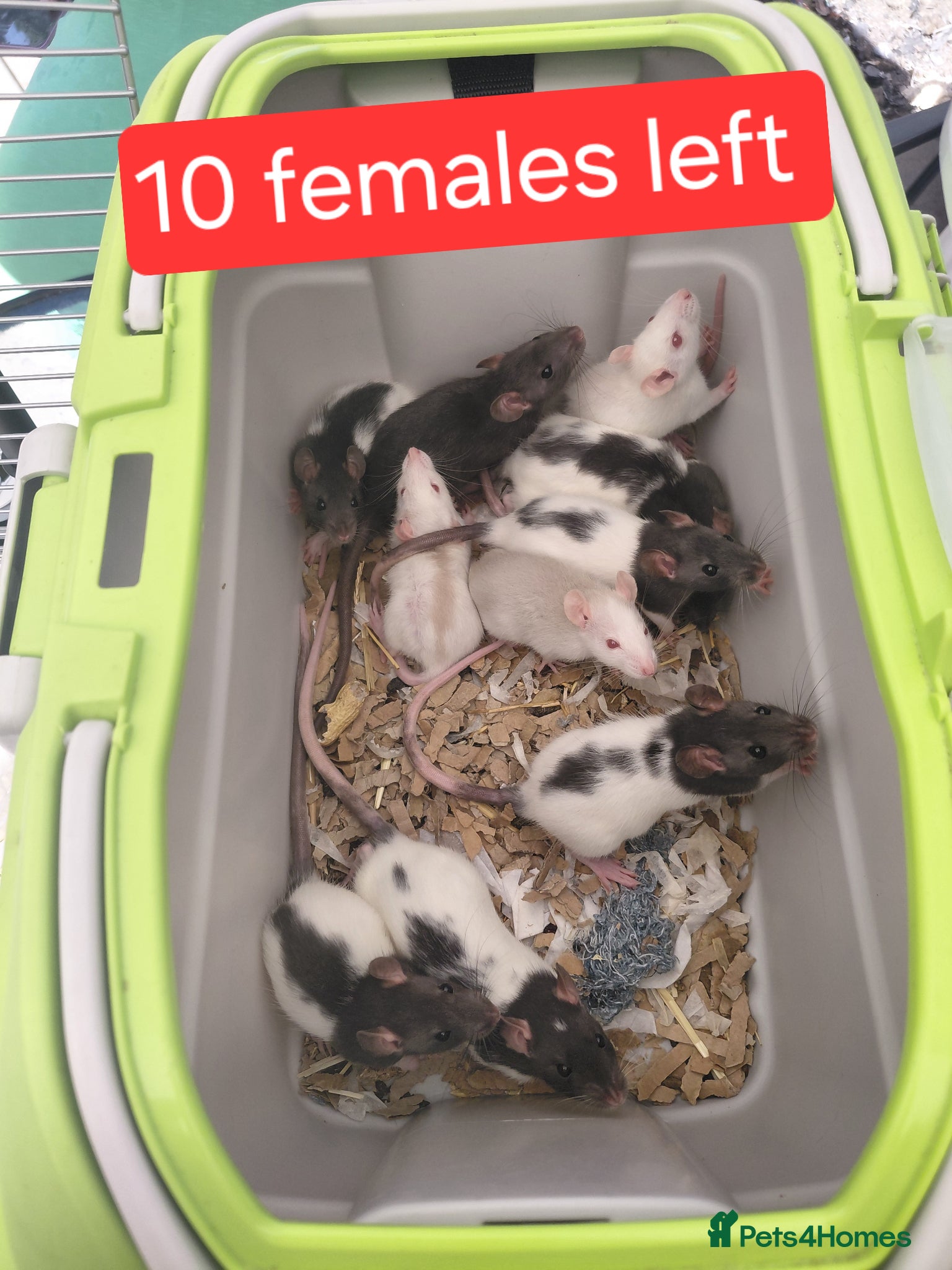 Rat rodents topeard and simise and we have 11 females left  - Advert 1