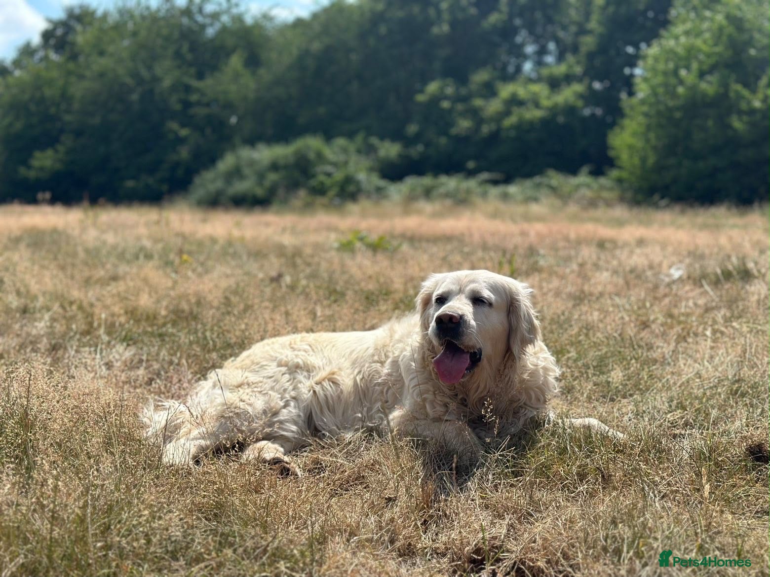 Golden Retriever dogs Golden Retriever 2 Year Old Loving Home Wanted  - Advert 5