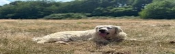 Golden Retriever dogs for sale: Golden Retriever 2 Year Old Loving Home Wanted  - Advert 1