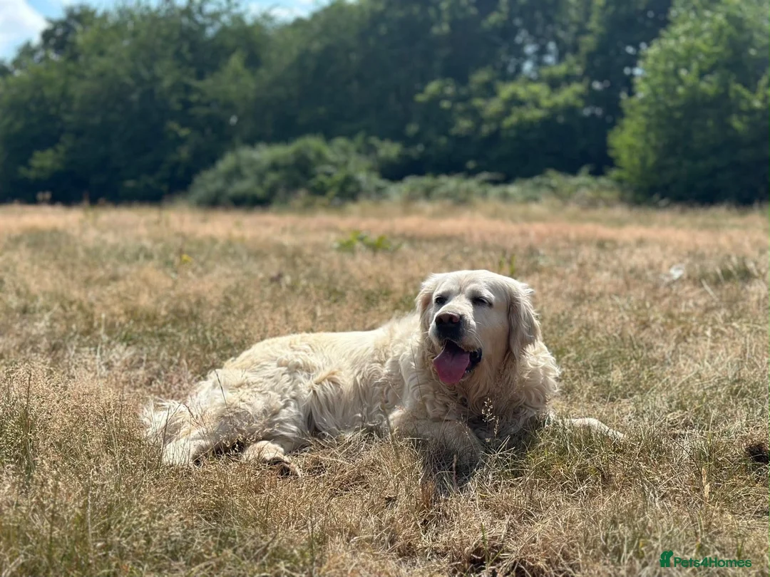 Golden Retriever dogs for sale: Golden Retriever 2 Year Old Loving Home Wanted  - Advert 1