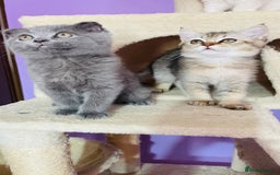 Scottish Fold cats for sale: Beautiful litter Scottish fold ready to new 🏠 ❤️ - Image 9