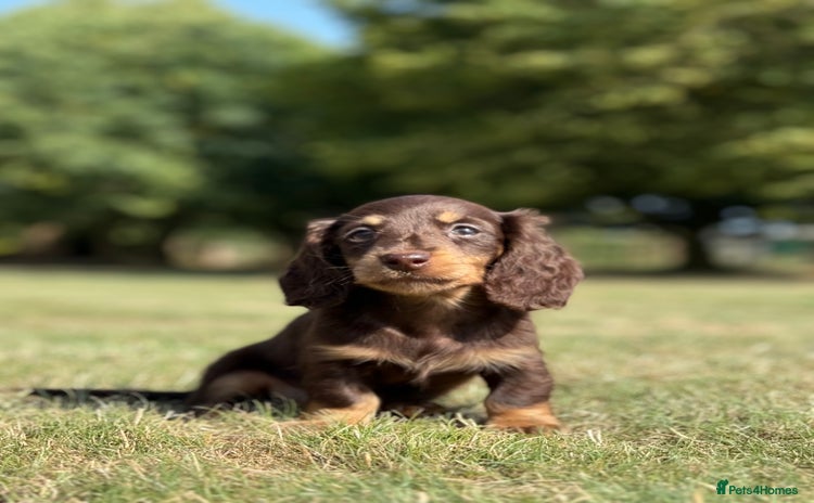 Miniature Dachshund dogs - Advert 2