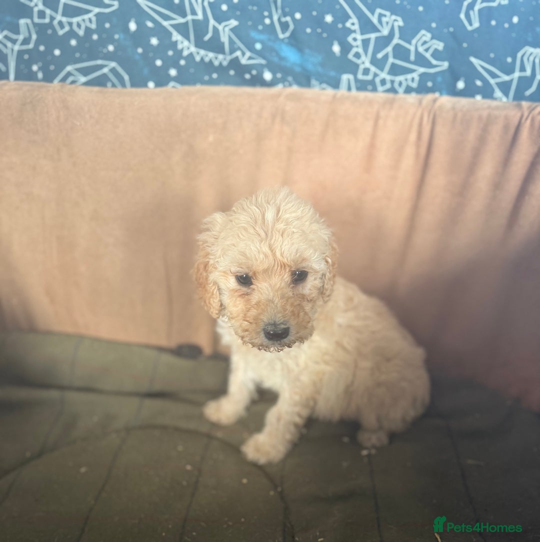 Mixed Breed dogs for sale: minature goldendoodles  - Image 7