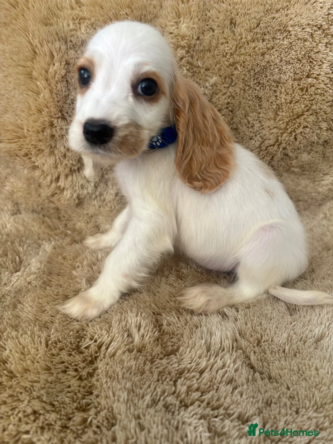 Cocker Spaniel dogs for sale: Beautiful show type cocker spaniels READY NOW - Advert 16