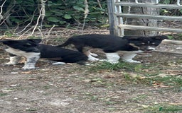 Border Collie dogs for sale: Border collie puppies  - Image 3