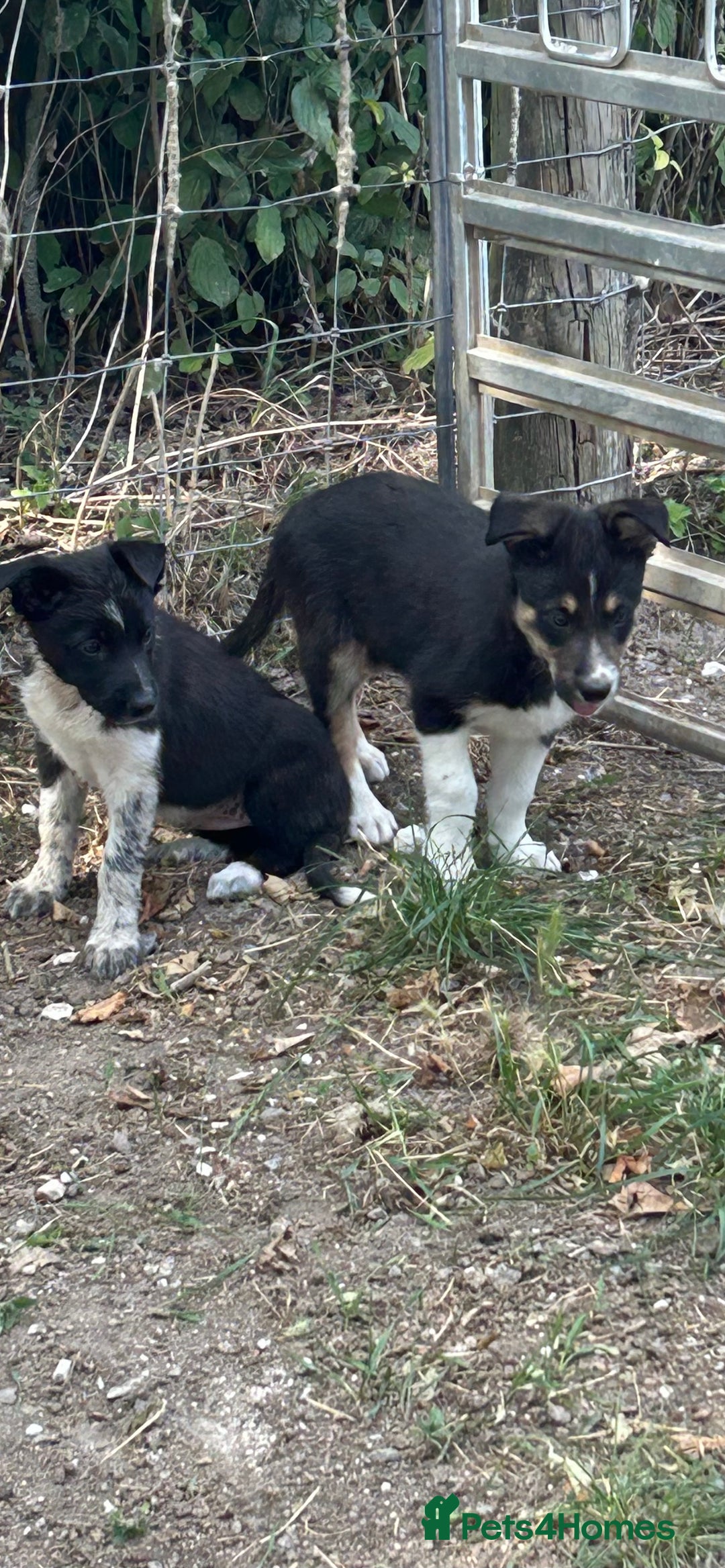 Border Collie dogs for sale: Border collie puppies  - Image 3
