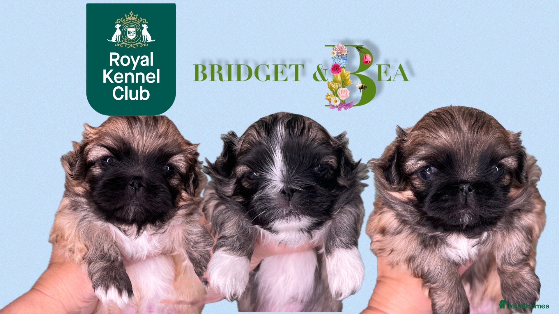 Pekingese dogs ⭐️QUALITY KC PUPS⭐️ - Advert 1