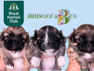 Pekingese dogs ⭐️QUALITY KC PUPS⭐️ - Advert 1