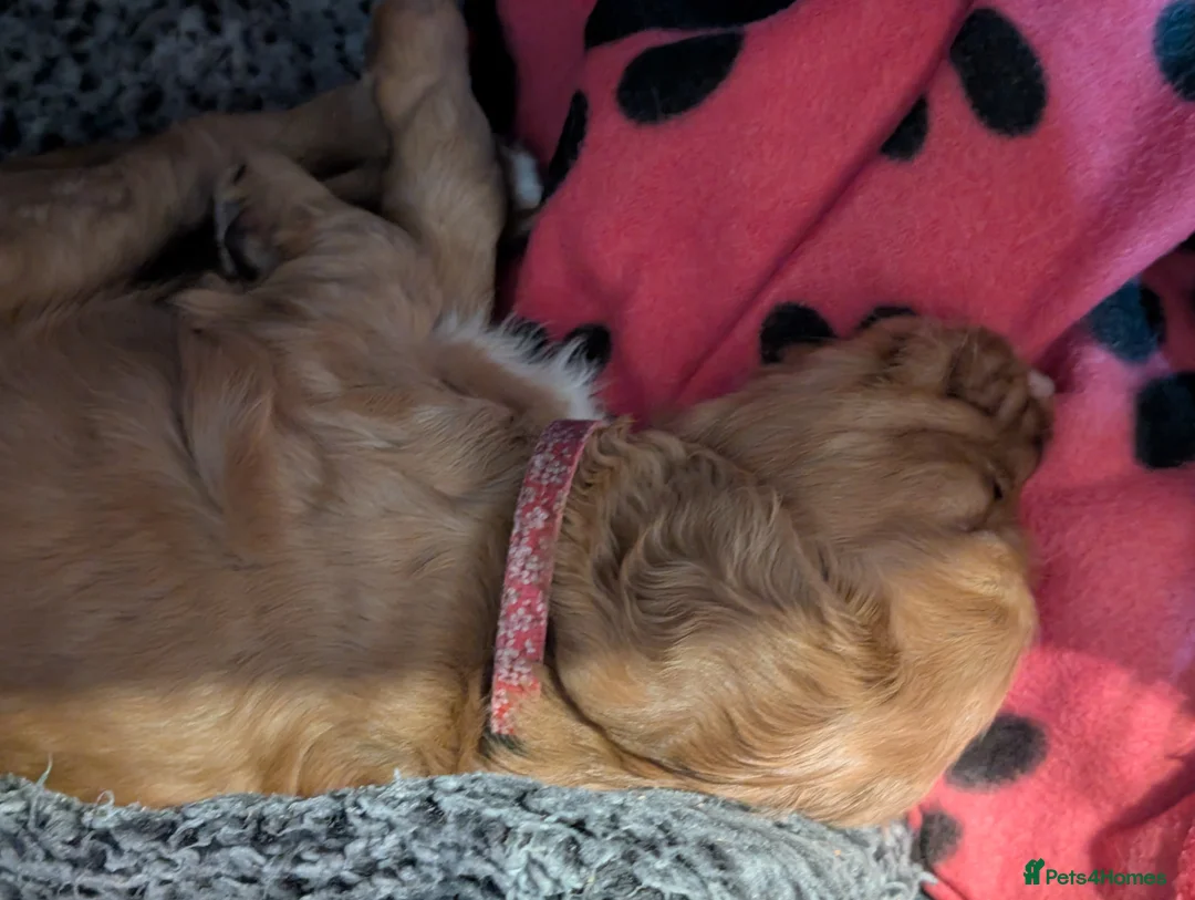 Cocker Spaniel dogs for sale: Adorable healthy Cocker Spaniel puppies - Advert 2