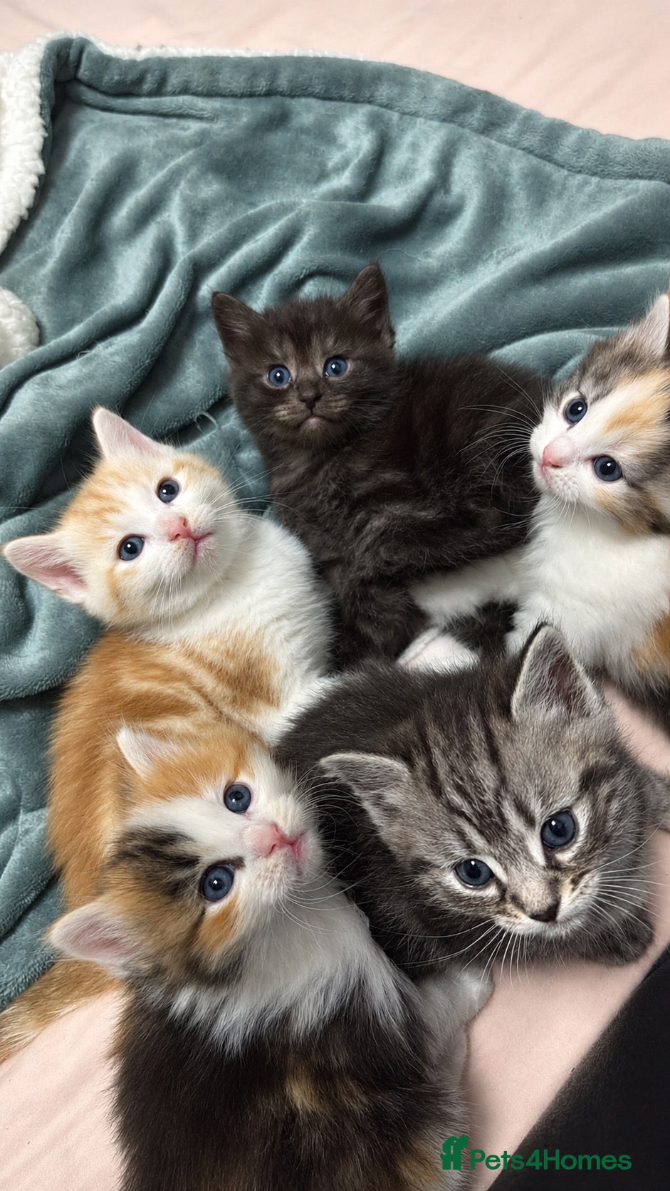 Mixed Breed cats for sale: Mixed Breed/Ragdoll Kittens for Sale  - Advert 4