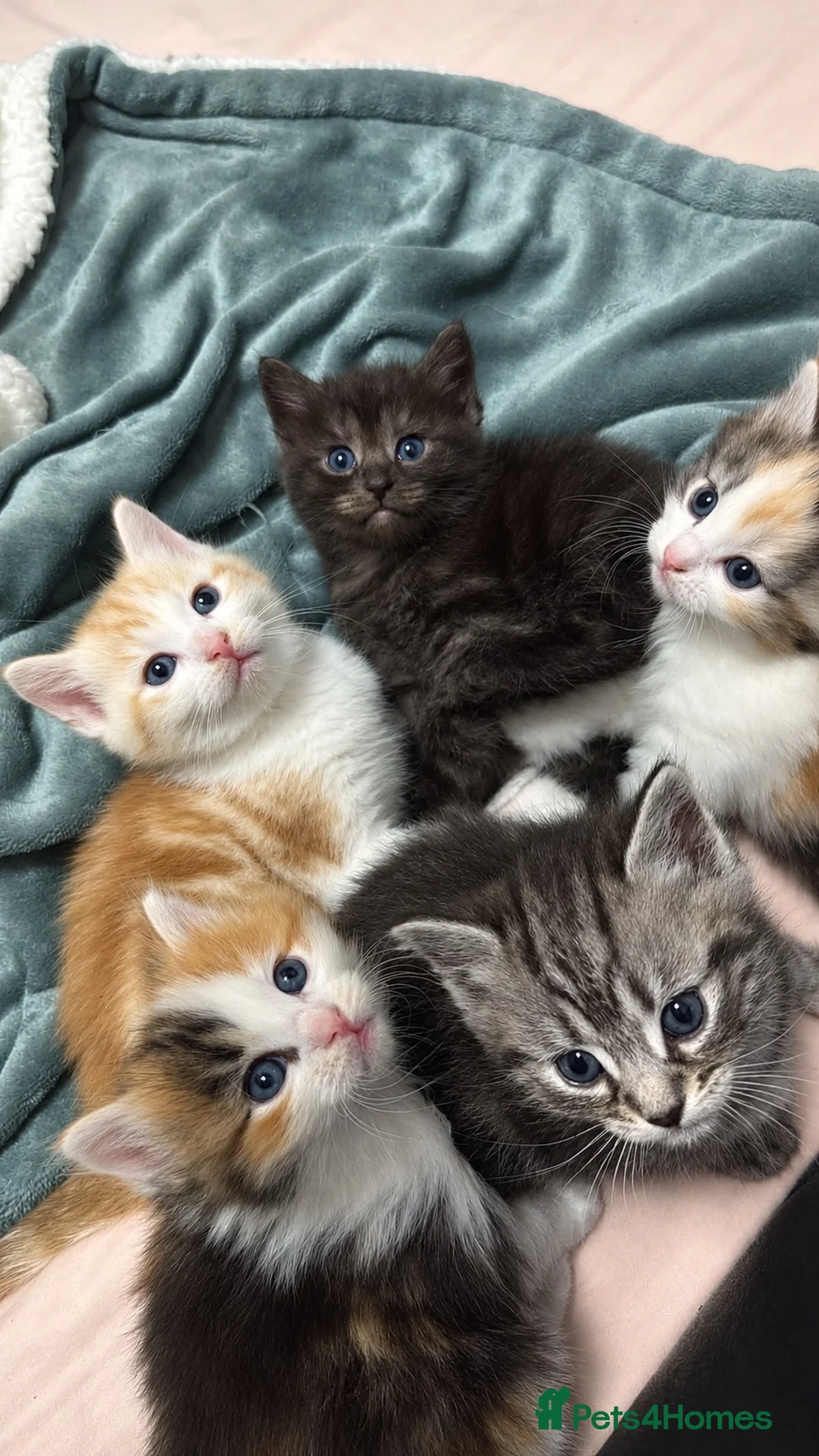 Mixed Breed cats for sale: Mixed Breed/Ragdoll Kittens for Sale  - Advert 1