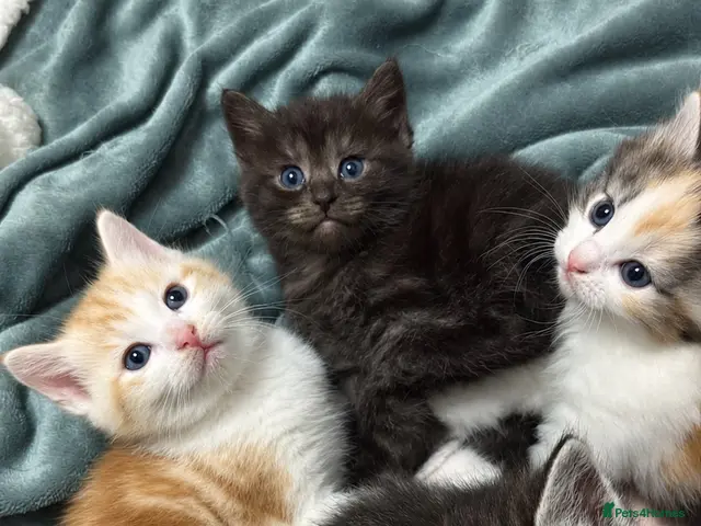 Mixed Breed cats for sale: Mixed Breed/Ragdoll Kittens for Sale - Advert 12