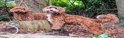 Goldendoodle dogs for stud: Proven Fully Health Tested  Australian Db Doodle in Torquay - Advert 1