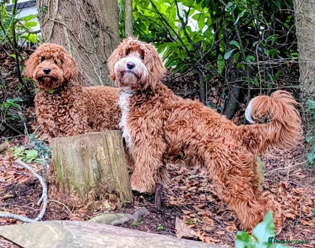 Goldendoodle dogs for stud: Proven Fully Health Tested  Australian Db Doodle in Torquay - Advert 1