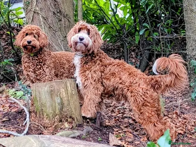Goldendoodle dogs Australian Db Doodle Proven Stud Health tested - Advert 1