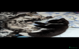 Mixed Breed cats for sale: Beautiful kittens for sale. - Image 9