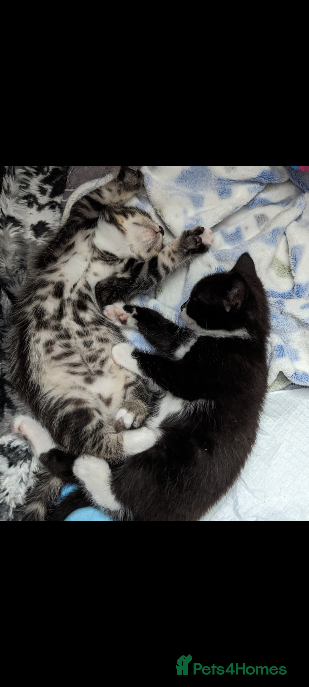 Mixed Breed cats for sale: Beautiful kittens for sale. - Image 9