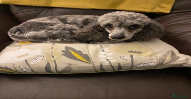 Miniature Poodle dogs - Advert 7