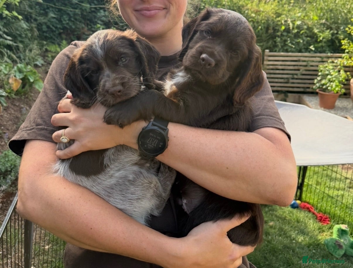 Sprocker dogs 2 working sprocker boys - Advert 1