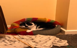Domestic Shorthair cats for sale: Rehoming 2 year old Phantom £0 - Image 7