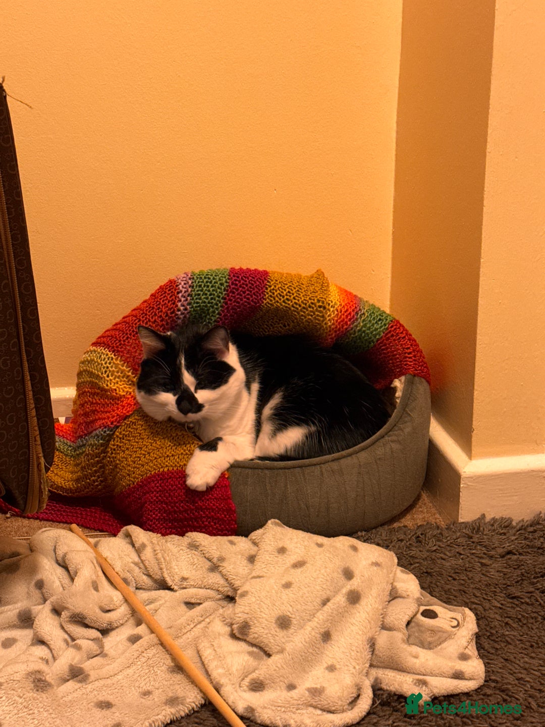 Domestic Shorthair cats for sale: Rehoming 2 year old Phantom £0 - Image 7