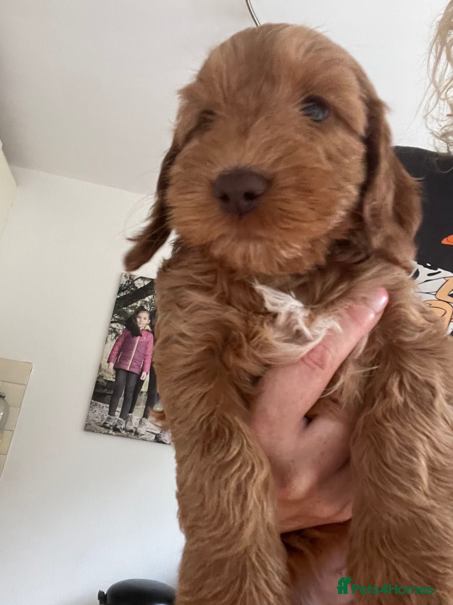 Cockapoo dogs F2 Cockapoo red boy READY TO GO ON FRIDAY! - Advert 7