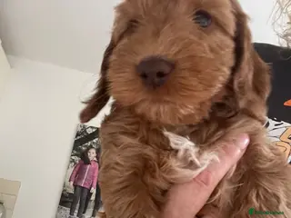 Cockapoo dogs F2 Cockapoo red boy READY TO GO ON FRIDAY! - Advert 7