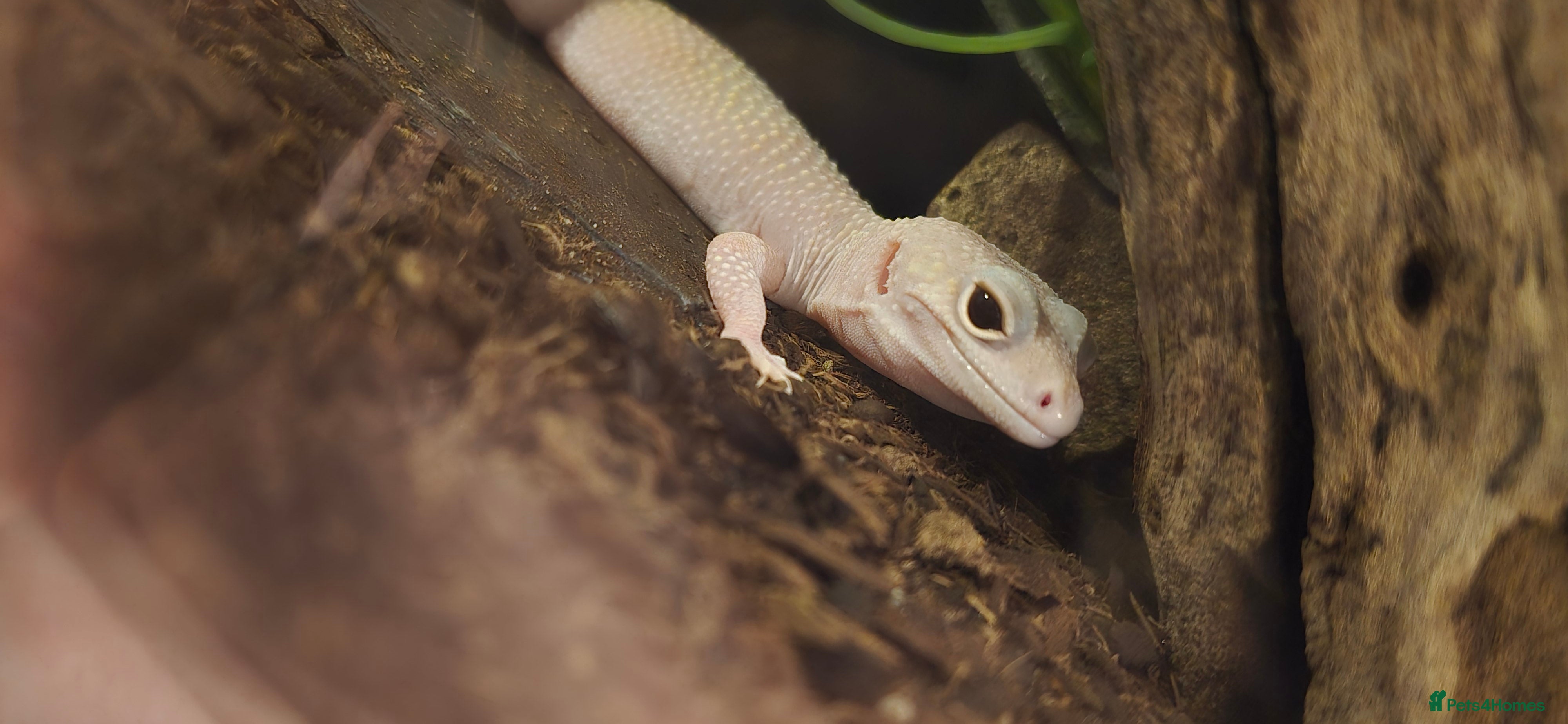 Leopard Gecko reptiles Leopard gecko 3YR Full setup read description  - Advert 2