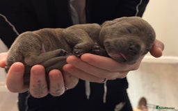 Staffordshire Bull Terrier dogs for sale: 2 blue male staff, 1 brindle girl staff  - Image 4