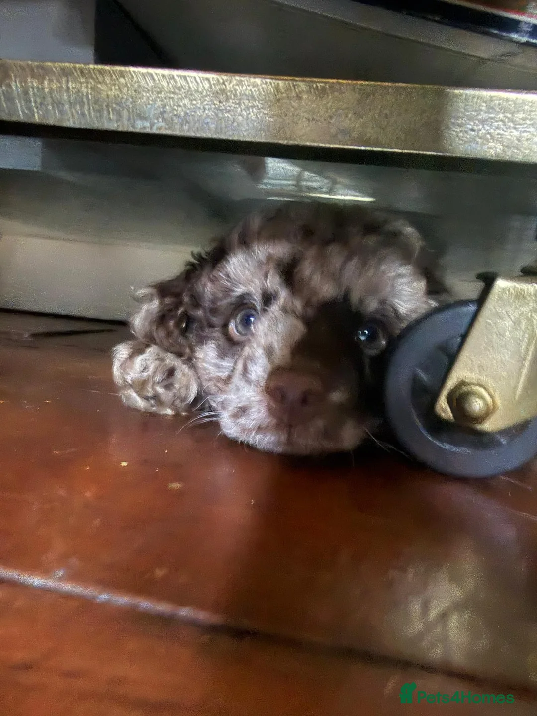 Pomapoo dogs for sale: 2 Beautiful Mottled Pomapoo Pups 1 Female 1. Male - Advert 2