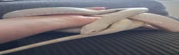 Corn Snake reptiles for sale: Various corn snakes for sale, Snow Tessera & more - Advert 28