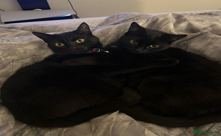 Bombay cats - Advert 1