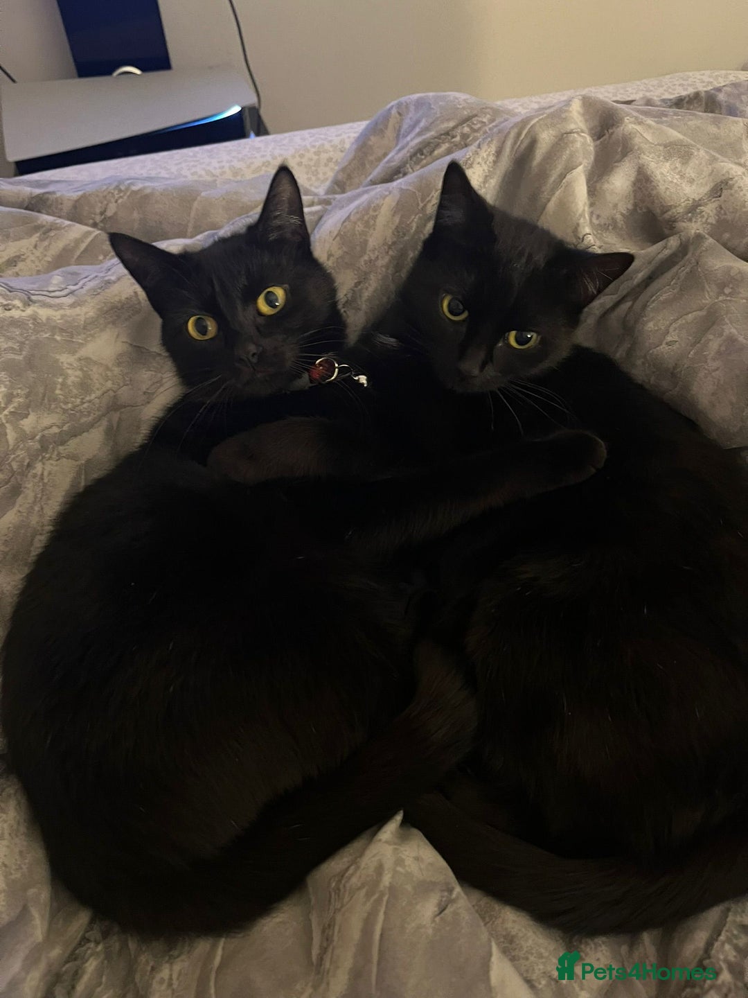 Bombay cats for sale: 2 female cats - Image 1