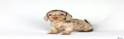 Miniature Dachshund dogs for sale: Miniature dachshund beautiful litter - Advert 25