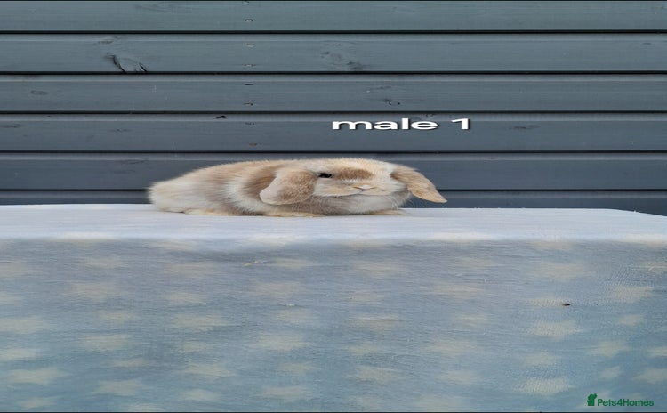 Mini Lop rabbits - Advert 1