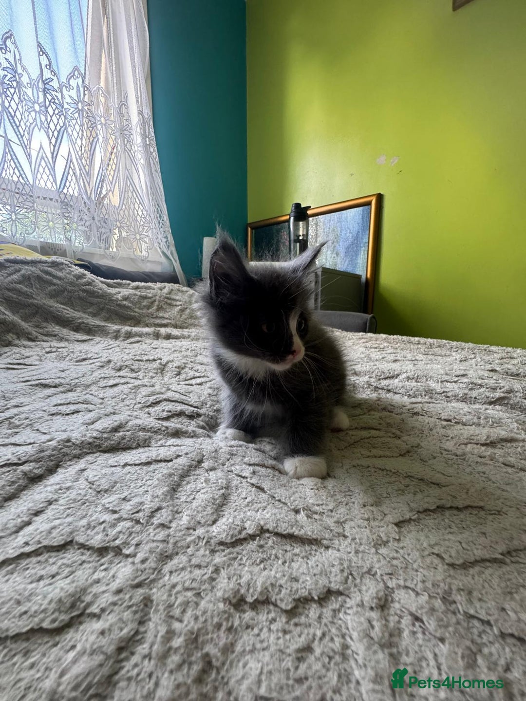 Maine Coon cats for sale: Gorgeous maine coon kittens  - Image 18