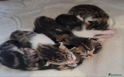 Bengal cats for sale: Beautiful Bengal X kittens  - Image 1