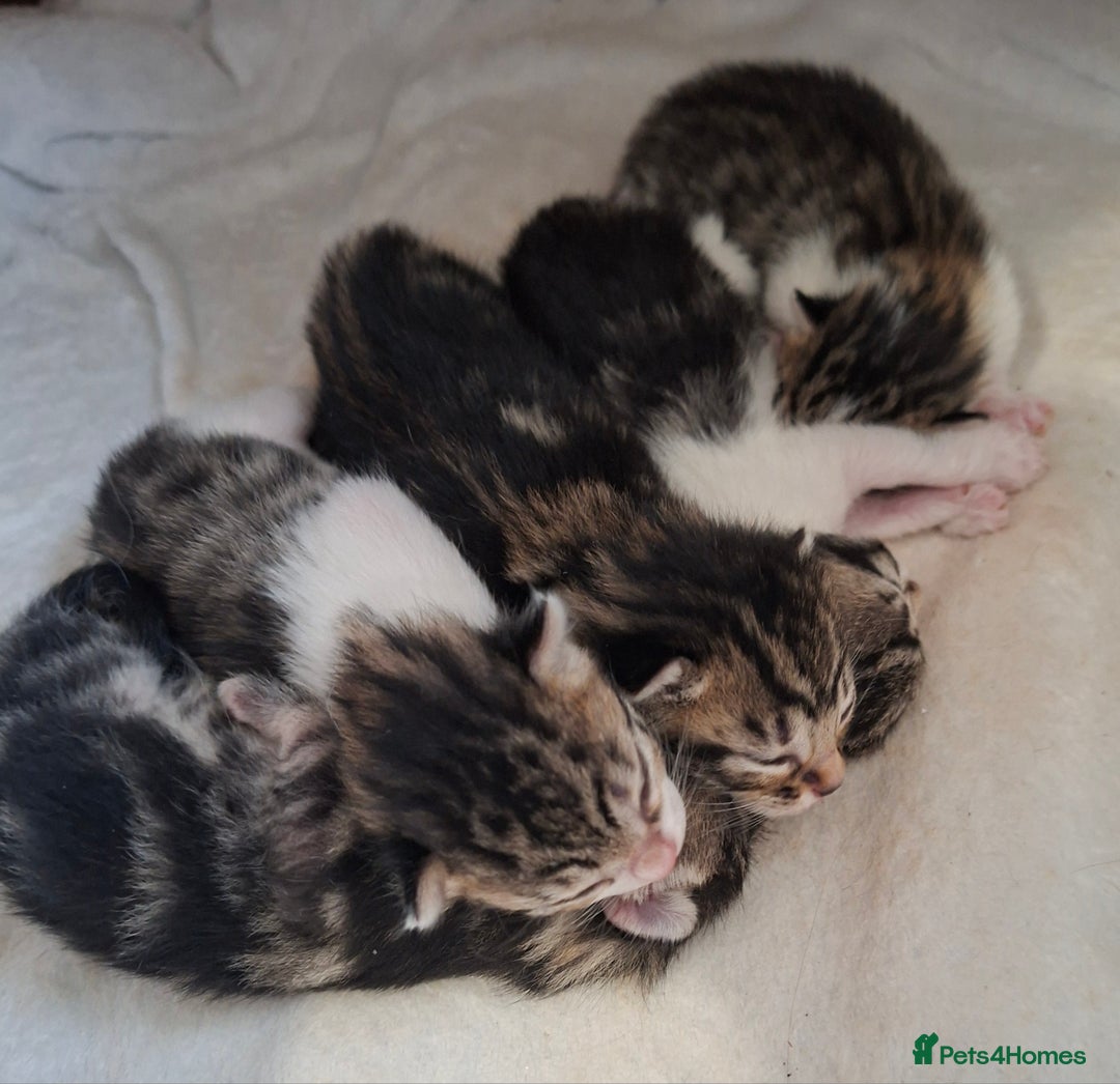Bengal cats for sale: Beautiful Bengal X kittens  - Image 1