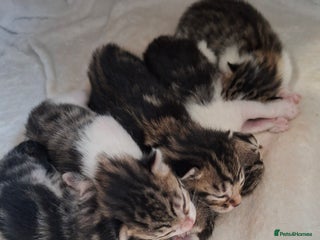 Bengal cats - Advert 18