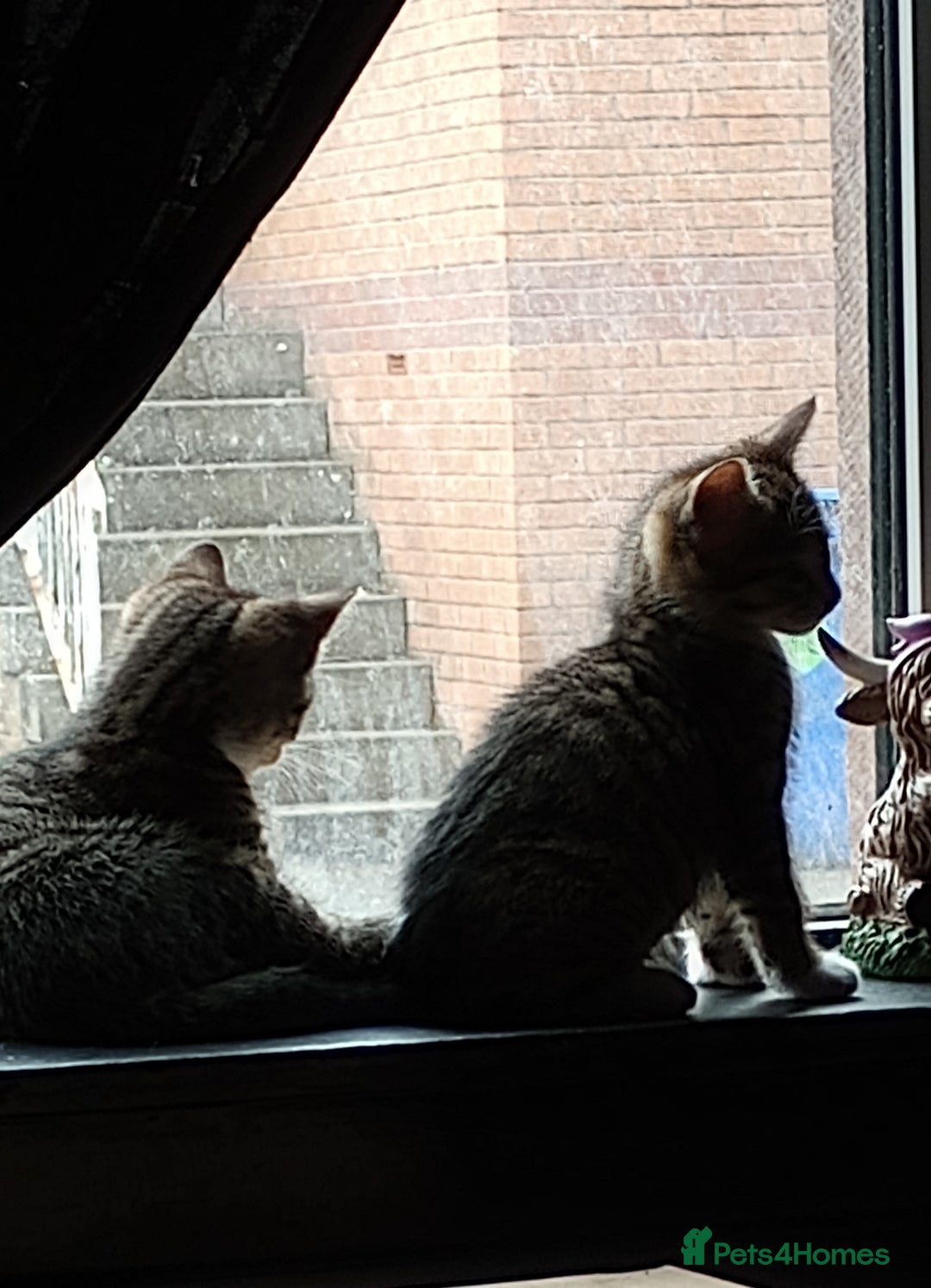 Mixed Breed cats for sale: 3 ADORABLE STRIPEY FURBALLS  - Image 4