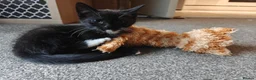 Mixed Breed cats for sale: Adorable kittens - Advert 16