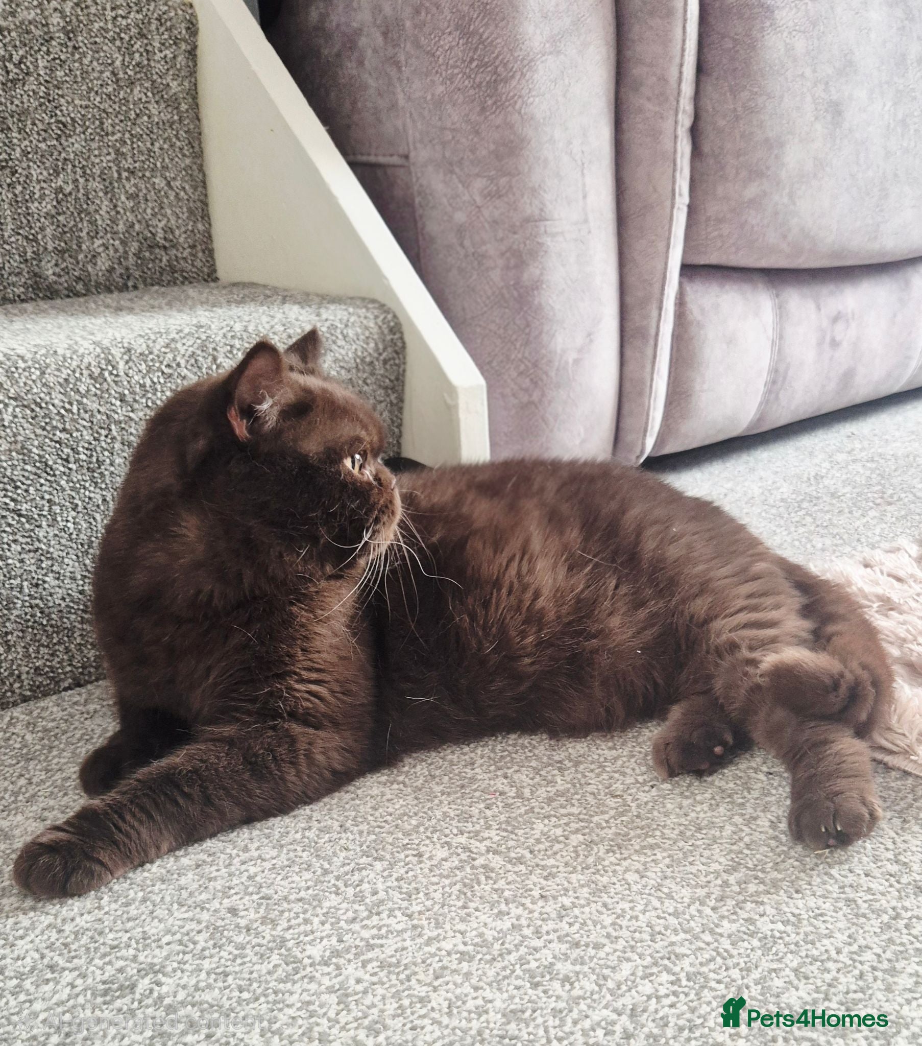 British Longhair cats GCCF Registered Beautifiul Retired Chocolate Lady - Advert 4