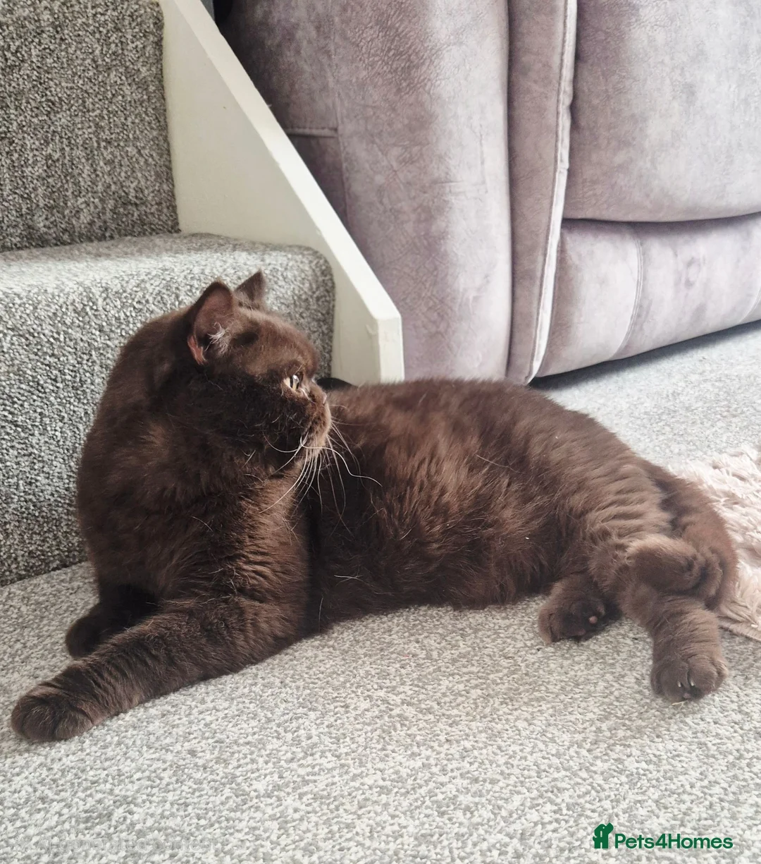 British Longhair cats for sale: GCCF Registered Beautifiul Retired Chocolate Lady - Advert 1