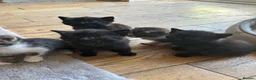 Mixed Breed cats for sale: Adorable kittens looking for their forever homes - Advert 6