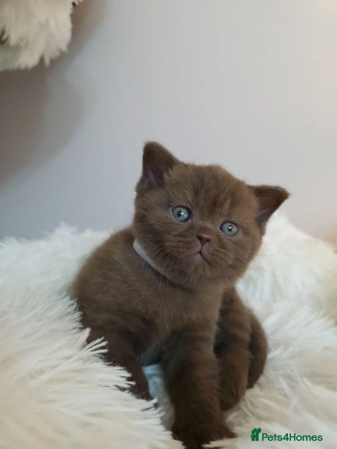 British Shorthair cats for sale: Luxury British Shorthair 🧸 Rare Lilac & Cinnamon - Advert 2