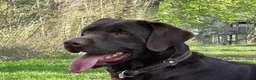 Labrador Retriever dogs for sale: KC REG CHOCOLATE LABRADOR PUPPIES  - Advert 8