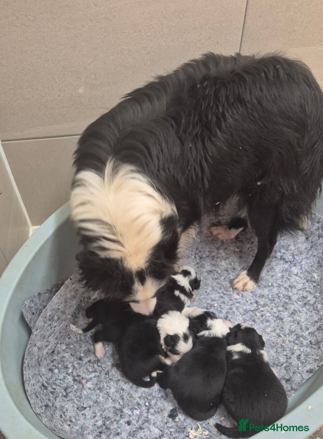 Border Collie dogs for sale: Border Collie Puppies - Advert 2