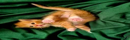 Mixed Breed cats for sale: Beautiful Playful Ginger & Tri-Colour Kittens 🐾 - Advert 24