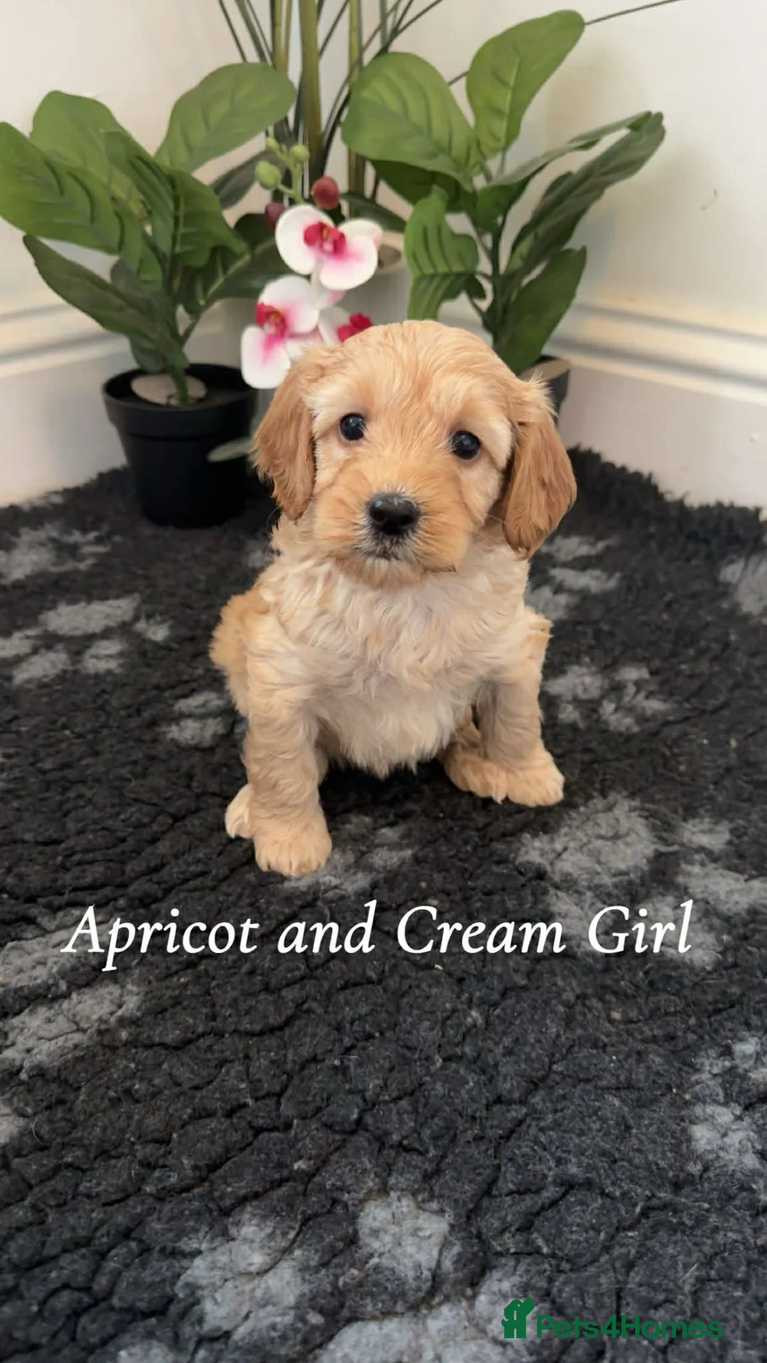 Cockapoo dogs for sale: Cockapoo puppies  - Advert 10