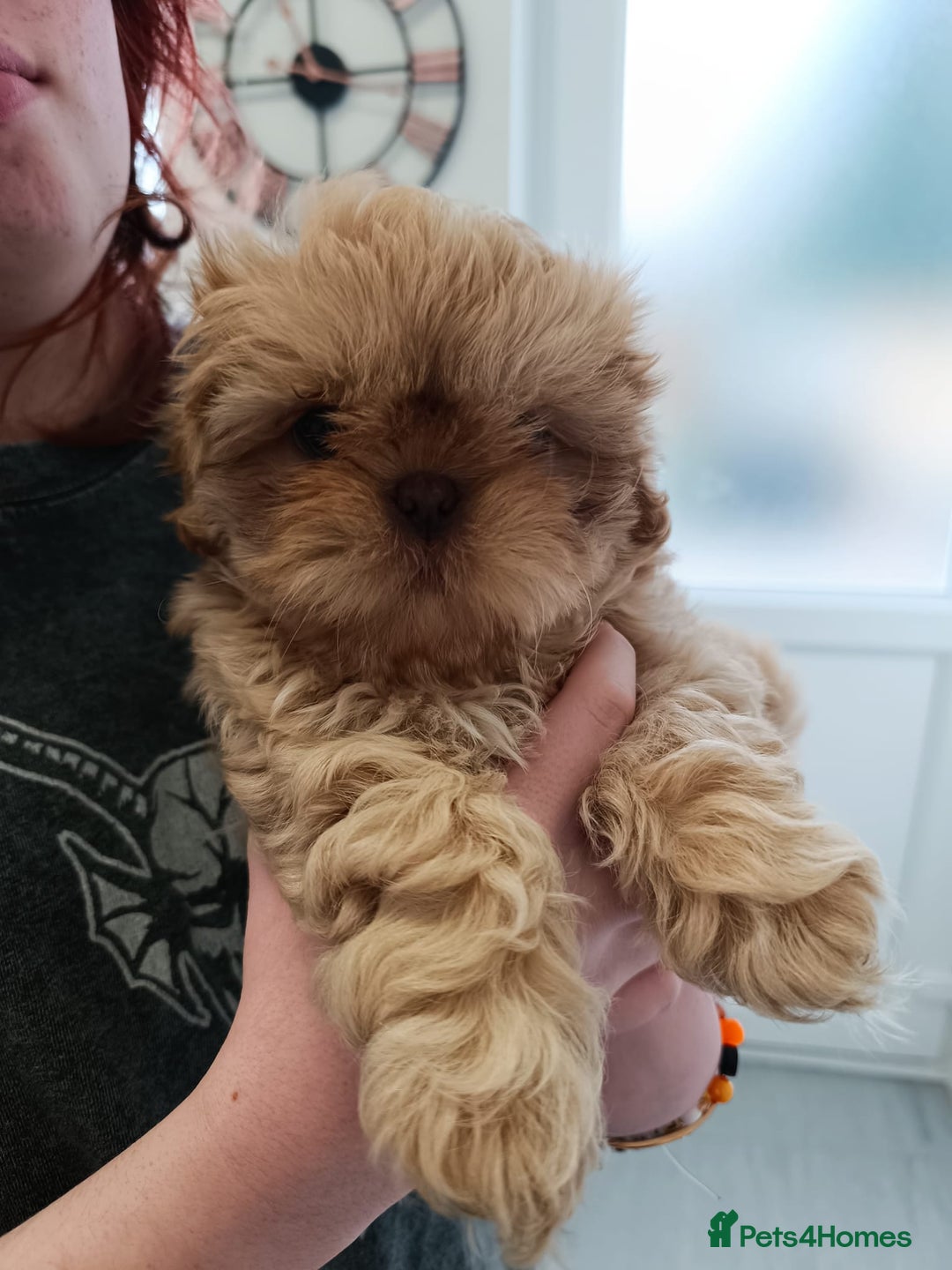 Shih Tzu dogs for sale: Imperial shih-tzus - Advert 12